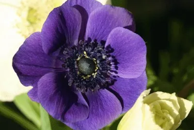 Deep Purple Anemone