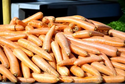 פאזל של Carrot Market Pile(grok)