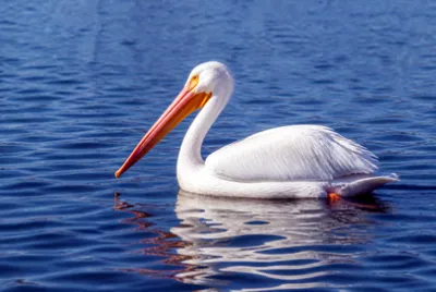 Pelican Calm Lake(grok) jigsaw puzzle