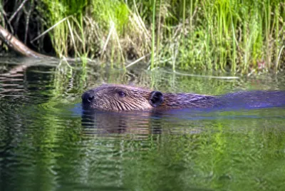 פאזל של Beaver Swimming(grok)
