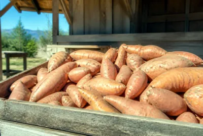 Sunny Crate Potatoes jigsaw puzzle