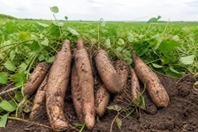 Overcast Yam Field