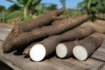 Sunny Yam Pile