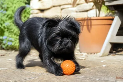 Afternoon Play Affenpinscher
