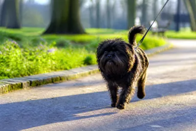 Morning Walk Affenpinscher