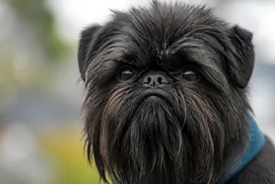 Overcast Portrait Affenpinscher