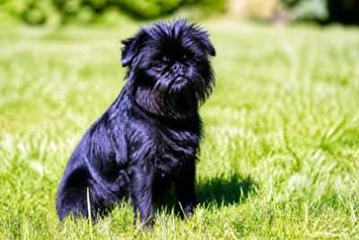 Sunny Lawn Affenpinscher