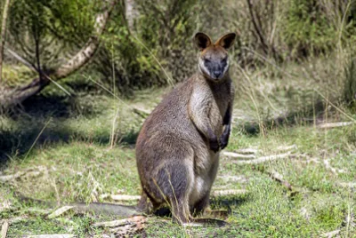 Wallaby Bush(grok) jigsaw puzzle