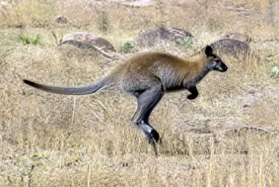 Wallaby Hopping(grok) jigsaw puzzle