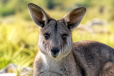 Wallaby Portrait(grok) jigsaw puzzle