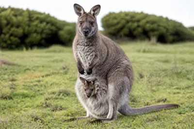 Wallaby with Joey(grok) jigsaw puzzle