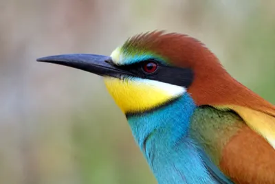 Overcast Head Closeup