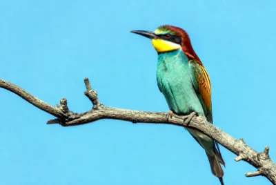 Sunny Branch Perch