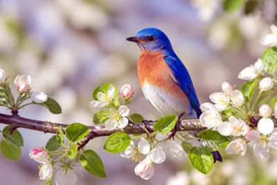 Bluebird Blooming Branch(grok)