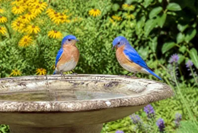 Bluebirds Birdbath(grok)