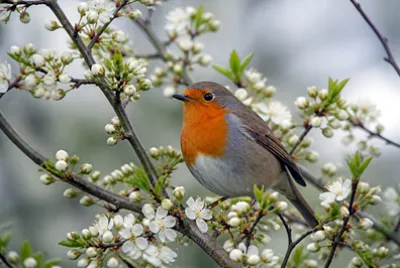Robin Blooming Branch(grok)