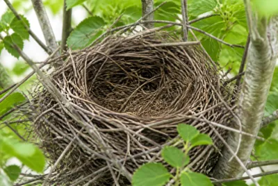 Empty Twig Nest(grok) jigsaw puzzle