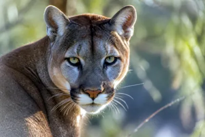 Cougar Face Portrait(grok)