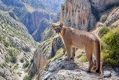Cougar Rocky Outcrop(grok)