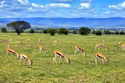Gazelle Herd Grazing(grok)
