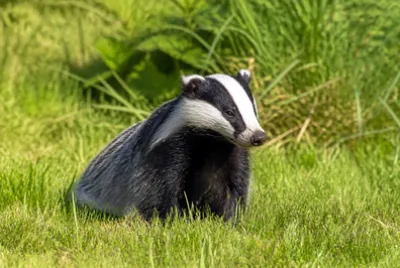 Badger Sitting(grok)