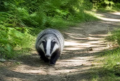 Badger Walking(grok)