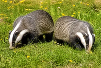 Foraging Pair(grok) jigsaw puzzle