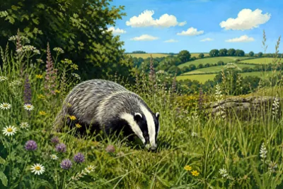 Midday Meadow Forage