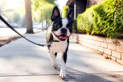 Boston Bull Walking(grok)