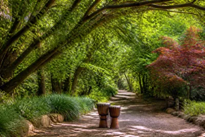 Tree Tunnel Djembes