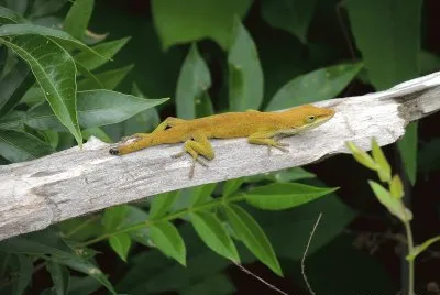 Stubby Tail