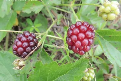 Blackberries jigsaw puzzle