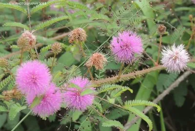 Wildflowers