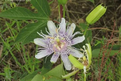 Purple Wildflower