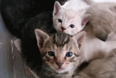 פאזל של Kitten Cuties