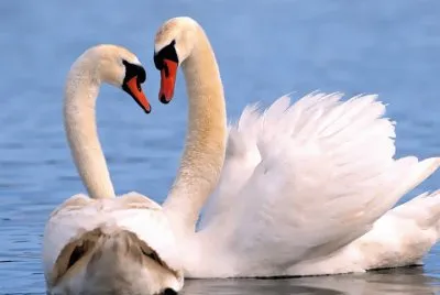 cisnes