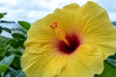 Yellow Hibiscus Macro(grok)