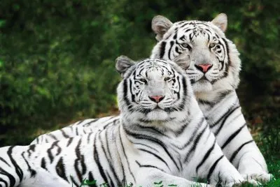 Tigre blanco