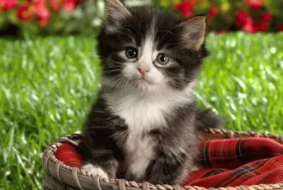 פאזל של Gatico