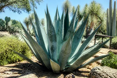 Agave Desert Garden(grok) jigsaw puzzle