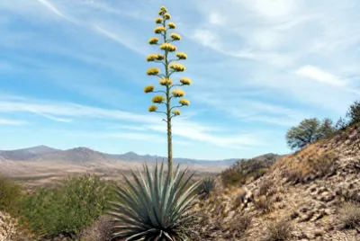 Agave Flowering Stalk(grok) jigsaw puzzle