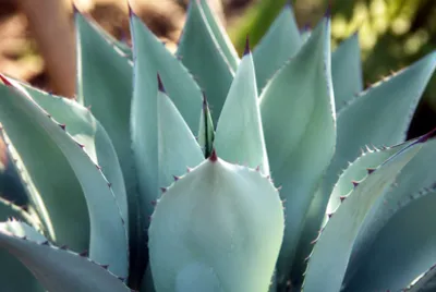 Agave Leaf Rosette(grok) jigsaw puzzle