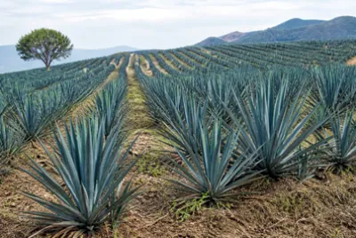Agave Plantation Rows(grok) jigsaw puzzle