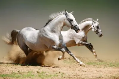 Caballos