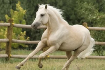 caballo