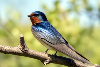 Swallow Close Portrait(grok) jigsaw puzzle