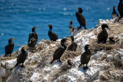 Afternoon Cliff Colony