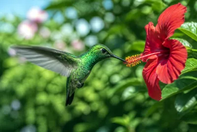 Hummingbird Red Flower(grok)