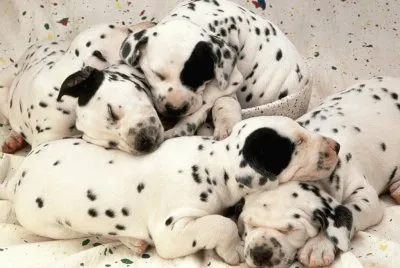 Animales tiernos dalmatas