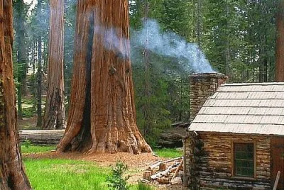 California redwoods
